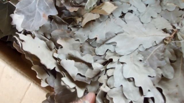 Веники из липы, дуба, берёзы смотреть онлайн