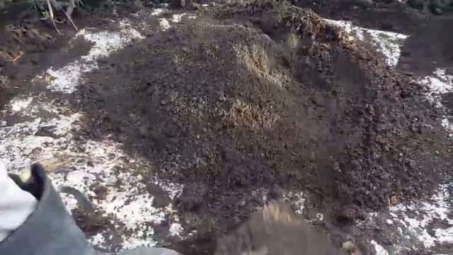 посадка тюльпанов. часть 2. смотреть онлайн