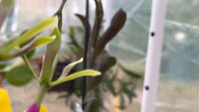 Epicattleya Dark Fire смотреть онлайн