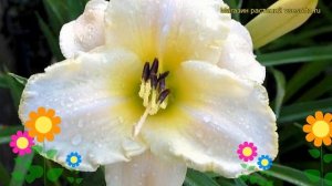 Лилейник гибридный Арктик Сноу. Краткий обзор, описание характеристик hemerocallis Arctic snow