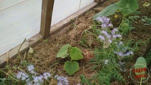 Что делать с сидератами, зачем сидераты на огороде