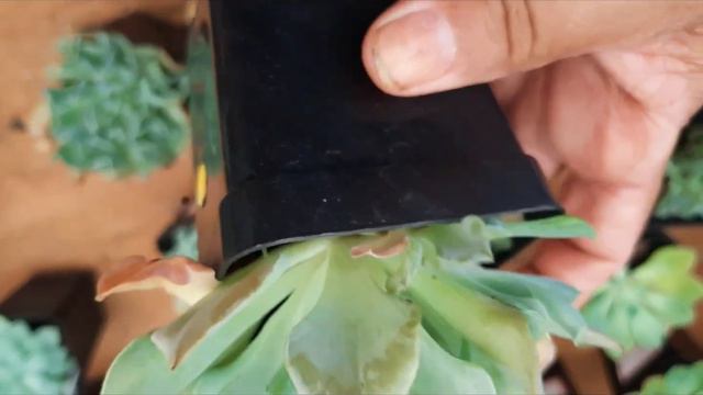 echeveria nichi смотреть онлайн