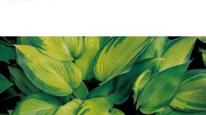 Hostas in Korea, 비비추 '리멤버 미' Hosta ‘Remember Me’