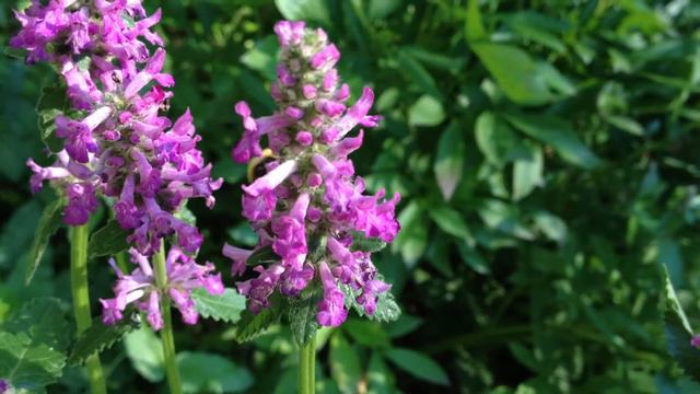 Bumblebee central Russia / Шмель центральная Россия смотреть онлайн