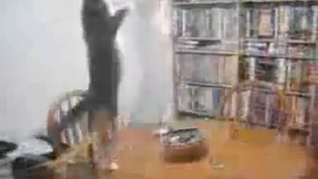 кот танцует смотреть онлайн