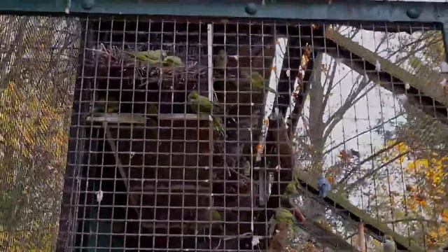 Поехали в зоопарк/ Ужин в китайском ресторане/ коррекция ногтей смотреть онлайн