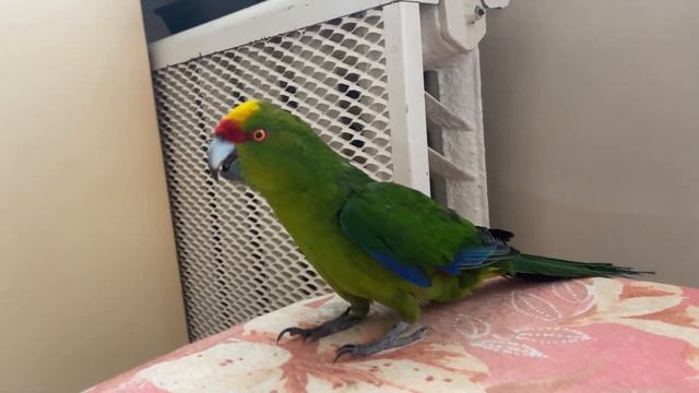 Маки - психопат =/ смотреть онлайн