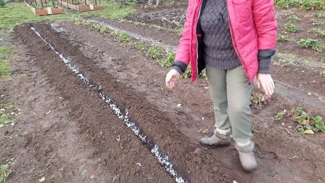 САЖАЕМ ЧЕСНОК/УСТАНОВИЛИ КАРКАС НА ТУИ/ВСПАХАЛИ ОГОРОД #садоводство #ленинградскаяобласть
