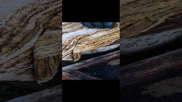 Переселяю пойманный рой из ловушки смотреть онлайн