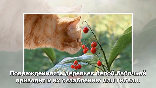 Россельхознадзор рассказал, чем опасна американская белая бабочка