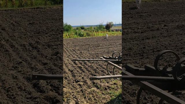 Посіяв овес після картоплі для підживлення грунту знову під картоплю смотреть онлайн