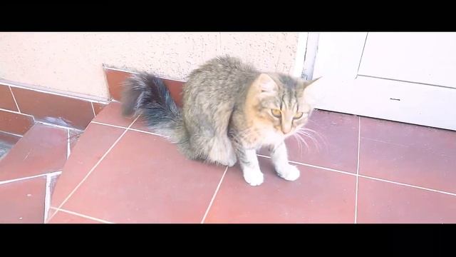 Выдернули почти все зубы! Нужно ли кошке чистить зубы? Как быстро почистить зубы кошке? смотреть онлайн