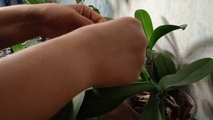 Зачем орхидеи лимон? Уход за листьями орхидеи. Делаем листья красивыми и блестящими.