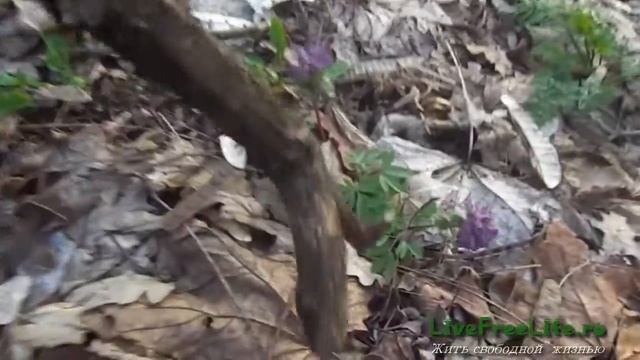 Ядовитые растения в лесу: хохлатка и болиголов