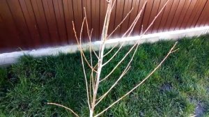 Спасаем замерзшие деревья