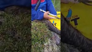 Сбор Саган-Дайля или Рододендрон Адамса. Забайкалье 2023 г.