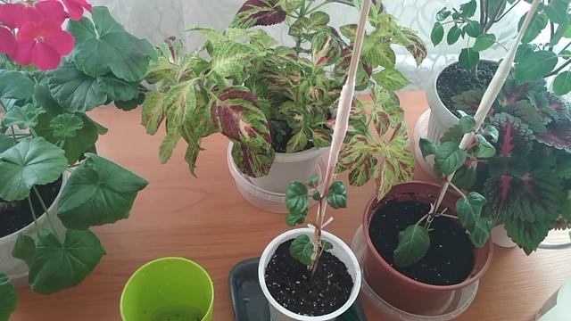 #фуксия#дерево фуксии