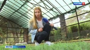 Краснокнижные деревья и кустарники Севастополя восстанавливают искусственным методом