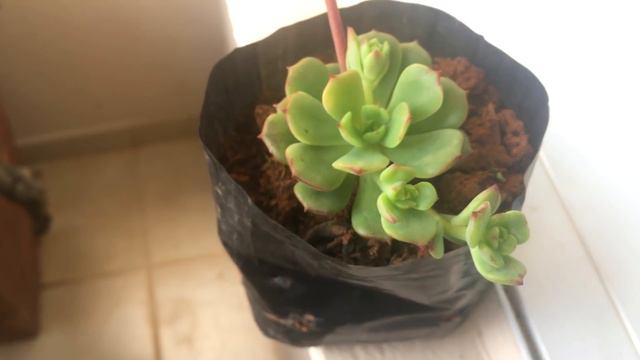 Minha pequena Echeveria victor смотреть онлайн