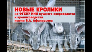 НОВЫЕ КРОЛИКИ из ФГБНУ НИИ пушного звероводства и кролиководства имени В.А. Афанасьева