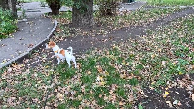 Влог осень 2022, стройка в ДНР, как живут люди в поселках ДНР смотреть онлайн