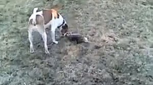Опоссум притворяется мёртвым