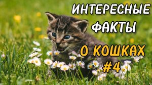 Коты. Интересные факты. Почему кошки едят траву?