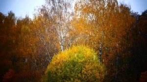 Футаж: Осень. Первый снег.