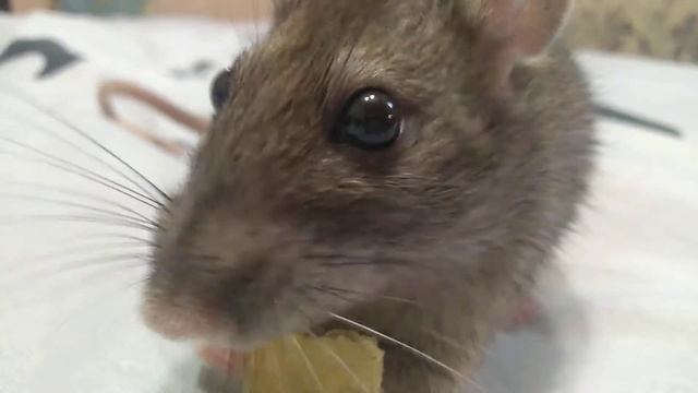 "Сенька " Кушает чипсинку ! смотреть онлайн