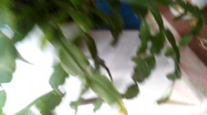 ЧТО ЗА ЦВЕТОК? КАК ЧАСТО ЕГО ПОЛИВАТЬ? ГУСИНЫЕ ЛАПКИ. ЧУТЬ НЕ ЗАСОХЛИ ЗА 12 ДНЕЙ ОТСУТСИВИЯ Н2О