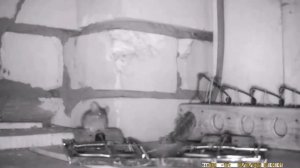 Крыса утащила мышеловку, хулиганит, а мыши красуются и попадаются...