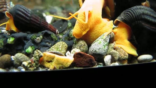 Три оранжевые тиломелании 10 08 12 смотреть онлайн