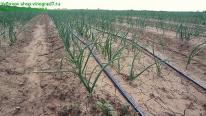 Выращивание лука в Волгоградской области- у нас отличный хорошо одетый лук- приезжайте!