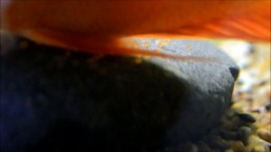 Нерест северума красноточечного