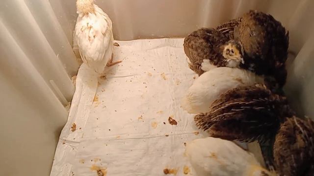 Почему я завела перепёлок?🐣 Перепелятам и бройлерам две недели🐤🐔 двухэтажный брудер😅