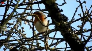 ВИА Верасы „Зарянка“ (нем. Rotkehlchen) (анг. European robin) (фр. Rouge-gorge familier)