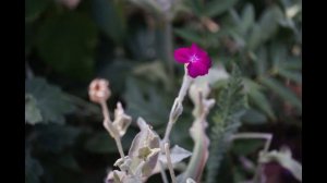 Lens test И-96-У-1 3.5/50 №9206 ФОЗ