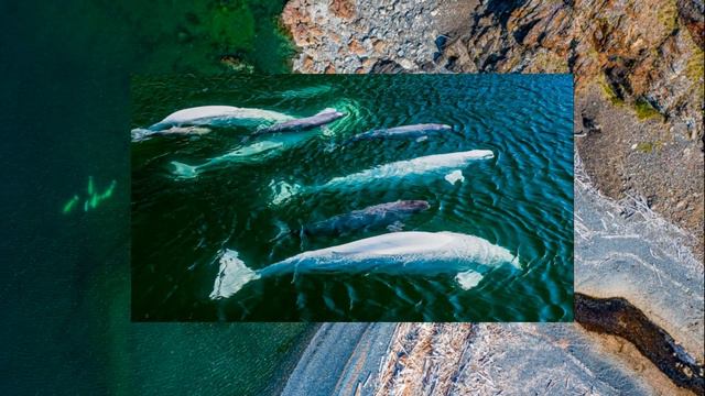 Шантарские острова — жемчужина Охотского моря
