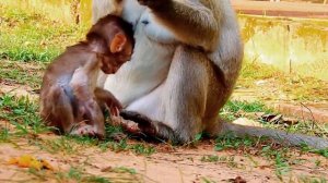 Break Arm Break Heart!Poor Baby Monkey Lola Run Escape King Flovi Attack/ Very Sad Day Poor Lola