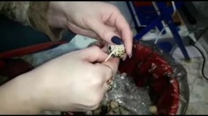 2021 режим инкубации перепелов в инкубаторе матрица Дели, блиц