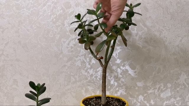 Денежное дерево, толстянка. Ошибки формирования кроны.