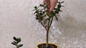 Денежное дерево, толстянка. Ошибки формирования кроны.