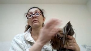 Подготовка к  родам собаки