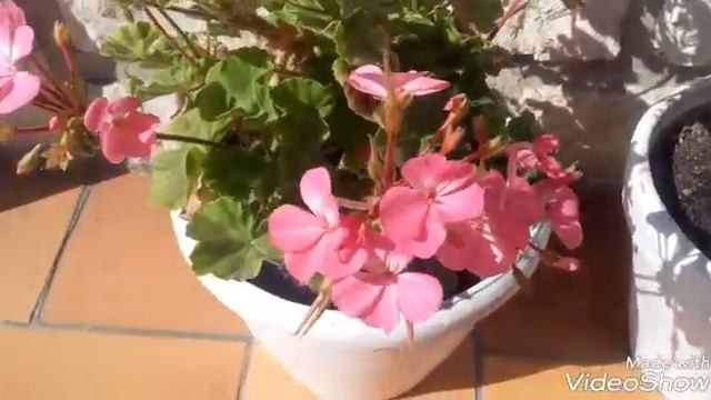 СУПЕР ПОДКОРМКА ДЛЯ ГЕРАНИ//Как заставить гарань цвести смотреть онлайн