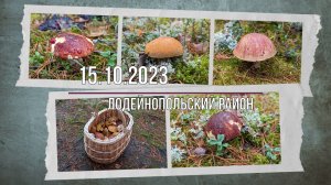 14-15.10.23г. Грибачим в любое время суток 😎, Лодейнопольский р-он ЛО