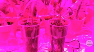 Огород в квартире. Мой "мини огород " дома зимой.