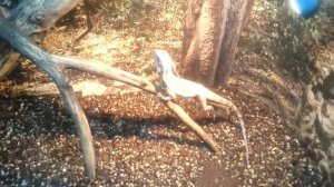 Плащеносная ящерица. Chlamydosaurus kingii. Зоопарк в Москве