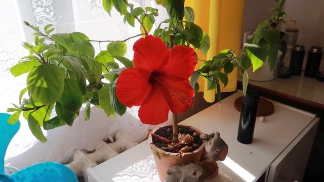 Сделали стол-подоконник. Купили рулонные шторы.Экономия пространства в маленькой комнате смотреть онлайн