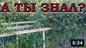 Уход за МАЛИНОЙ после сбора урожая. Вертикальная ШПАЛЕРА