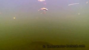 Fishing  pike & dead bait   perch strikes underwater  ловля щуки на живца